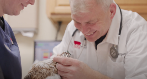 Dr. Mark Thompson, the immediate past president of AAHA's Board of Directors.